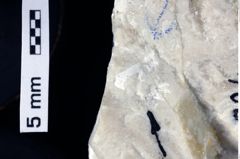 Foto (Detailansicht) von Diogenidae indet. (NHMW-GEO-1990-0041-0334)